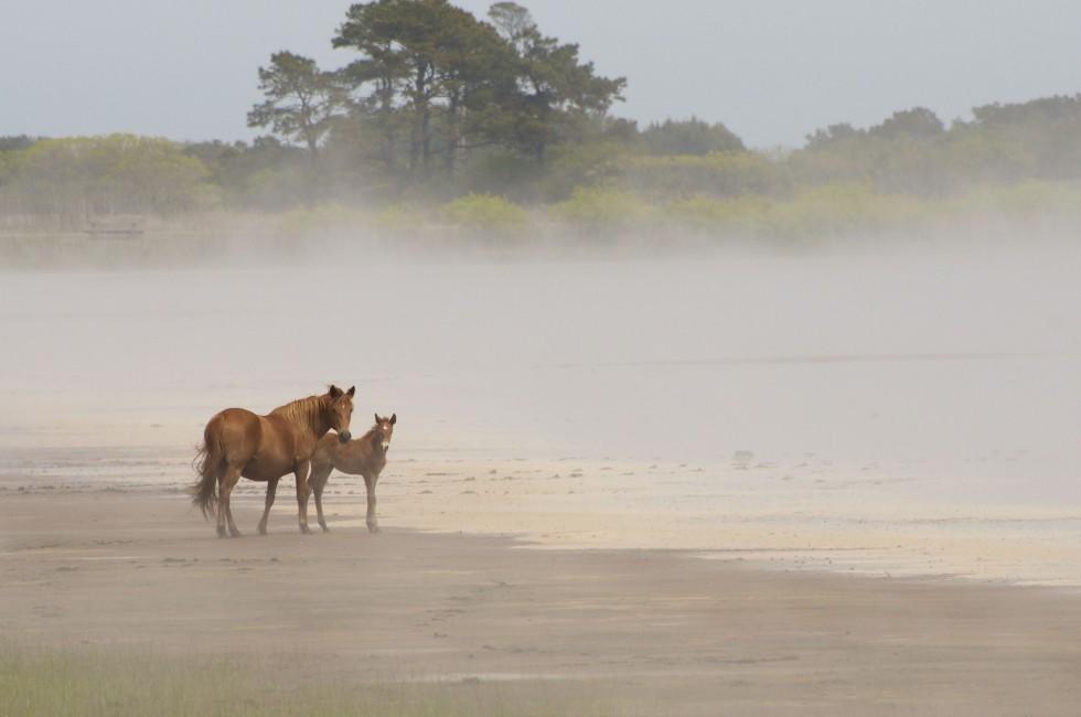 Mare with young foal in morning fog at Chicoteague National Wildlife Reserve.