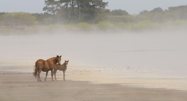 Mare with young foal in morning fog at Chicoteague National Wildlife Reserve.