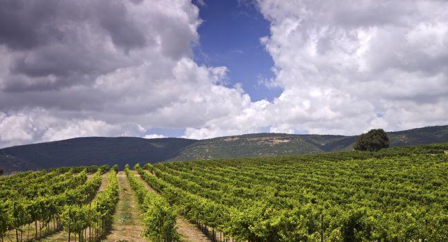 rolling vineyards in the Galilee Israel; 