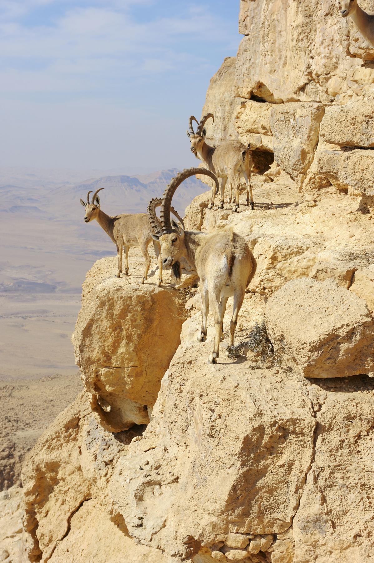 Eilat and the Negev