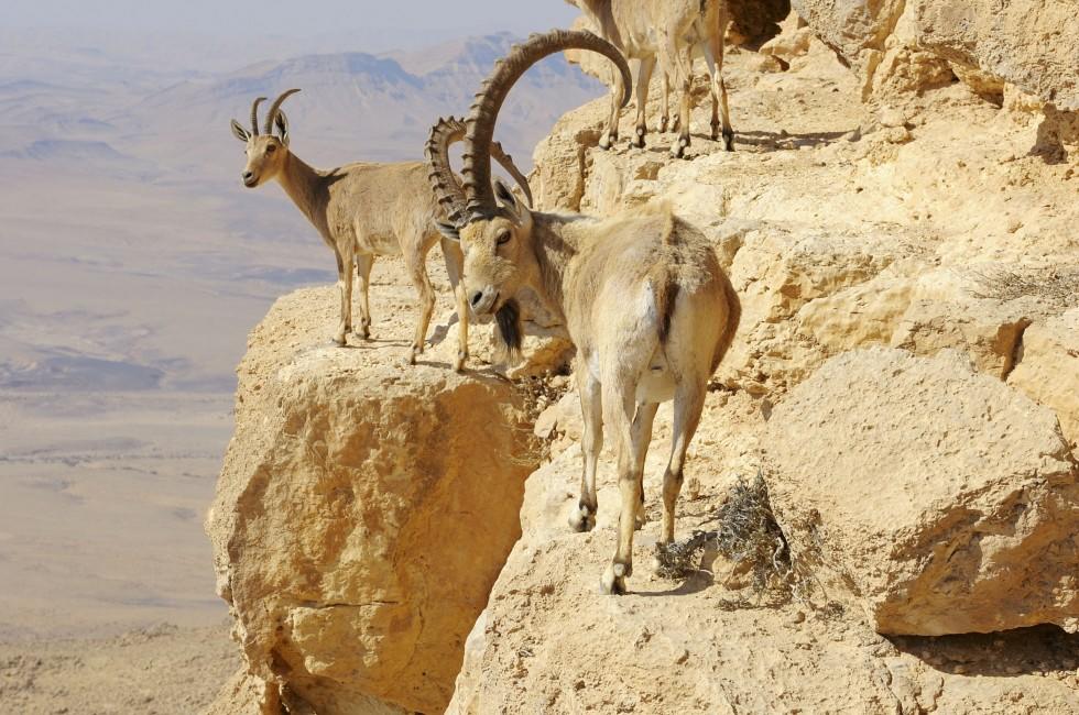 Makhtesh Ramon, unique crater in Israel, a top view;