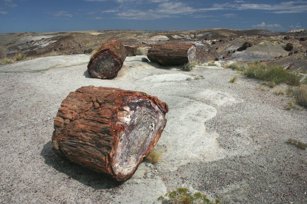Petrified Wood, Petrified Forest National Park, Arizona, USA; 