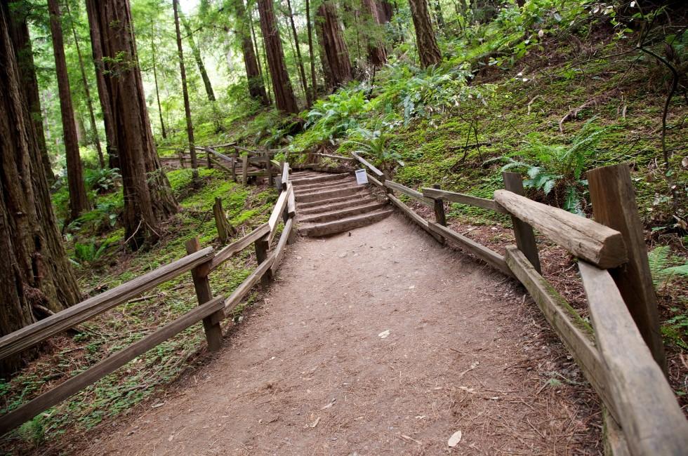 Trail through Muir Woods National Monument in San Francisco, California; 