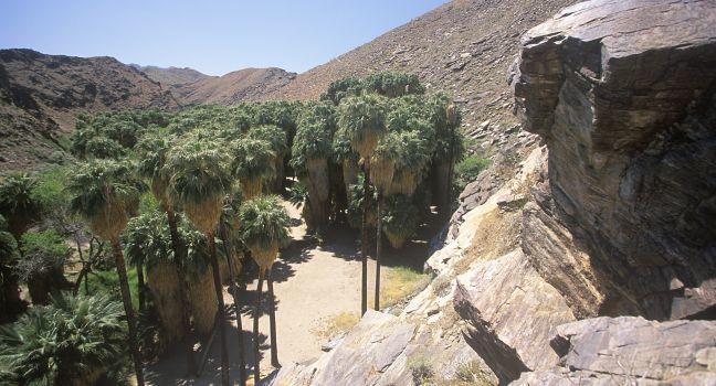 Murray Canyon, with indigenous palms in Palm Canyon, Palm Springs, California, home of Cahuilla peoples