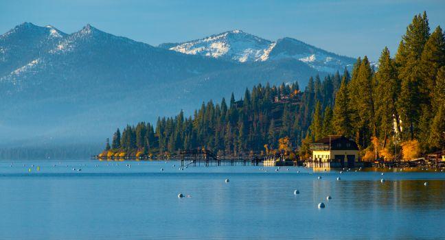 Trees in a forest at the lakeside, Carnelian Bay, Lake Tahoe, California, USA