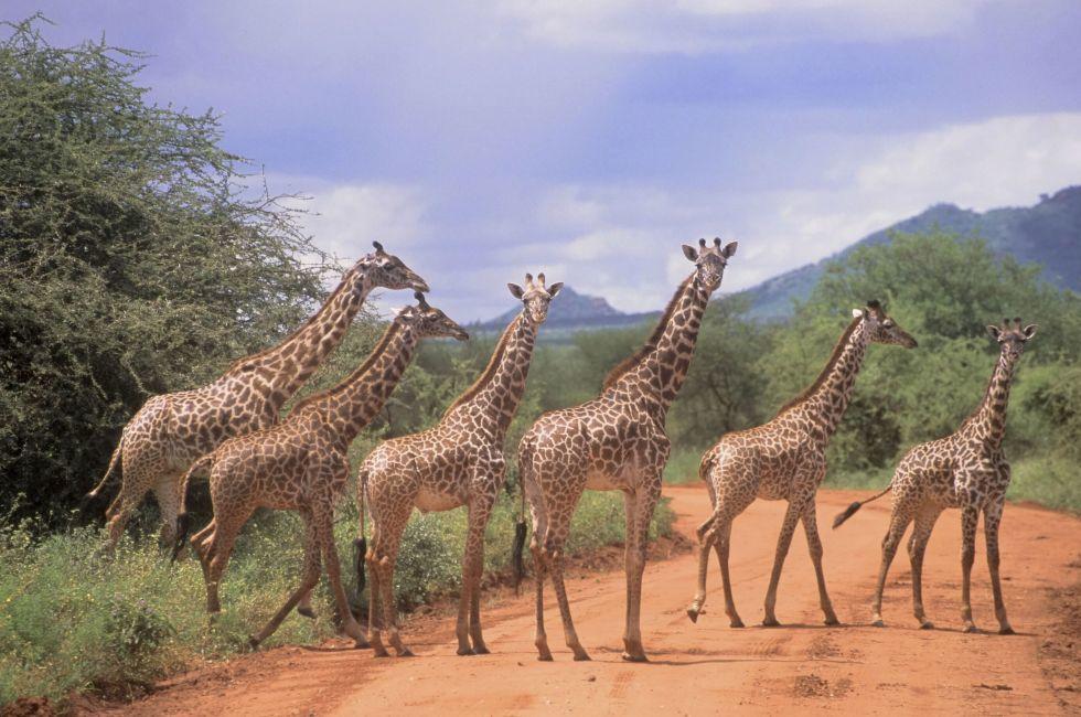 Tsavo East National Park Kenya