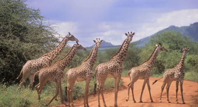 Tsavo East National Park Kenya