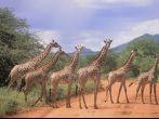 Tsavo East National Park Kenya