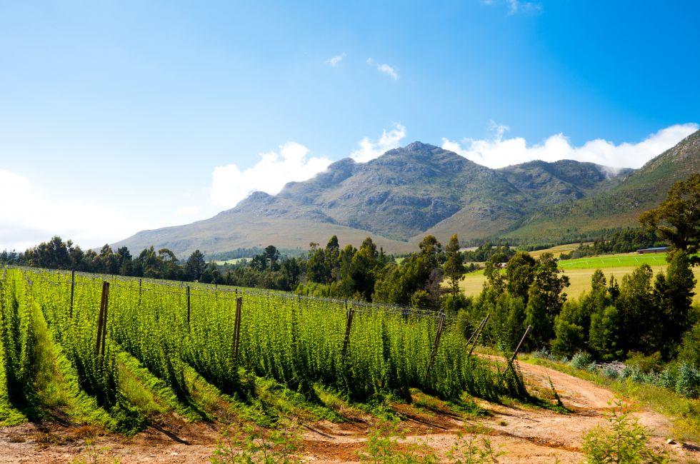 hops field in George, South Africa
