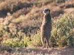 Meerkat at sunrise standing towards the sun. Warming up. The Little Karoo. Western Cape. South Africa.