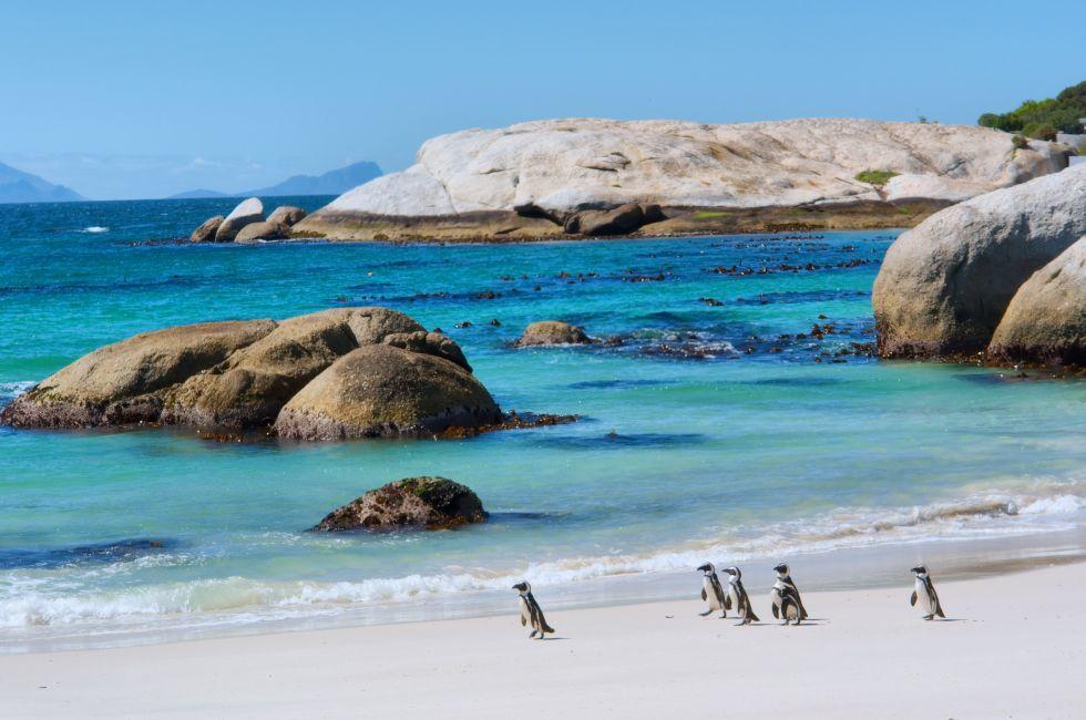 Penguins walk on sunny beach. Shot in the Boulders Beach Nature Reserve, near Cape Town, Western Cape, South Africa.