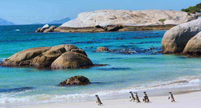 Penguins walk on sunny beach. Shot in the Boulders Beach Nature Reserve, near Cape Town, Western Cape, South Africa.
