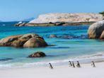Penguins walk on sunny beach. Shot in the Boulders Beach Nature Reserve, near Cape Town, Western Cape, South Africa.