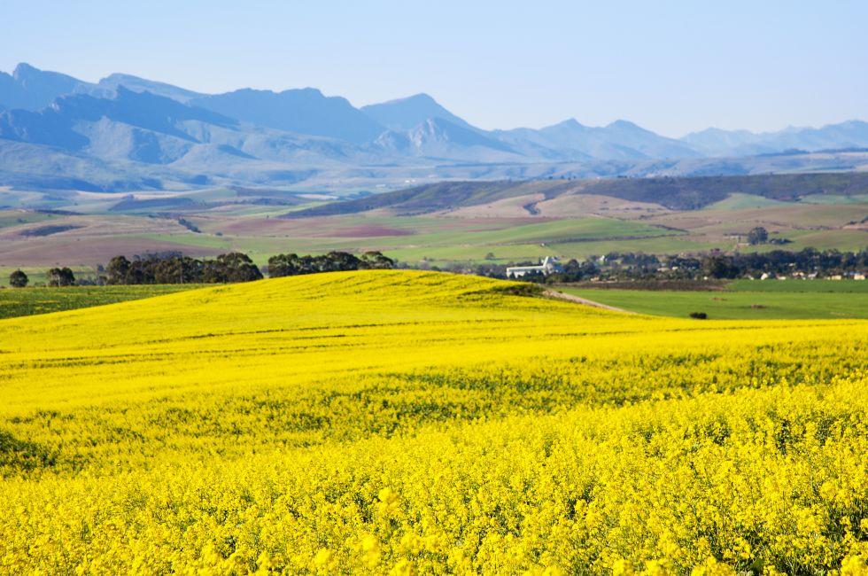 Rapeseed fields along the Garden Route, N2, South Africa. Rapeseed is used to produce canola oil.