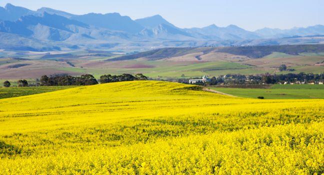 Rapeseed fields along the Garden Route, N2, South Africa. Rapeseed is used to produce canola oil.