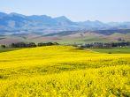 Rapeseed fields along the Garden Route, N2, South Africa. Rapeseed is used to produce canola oil.