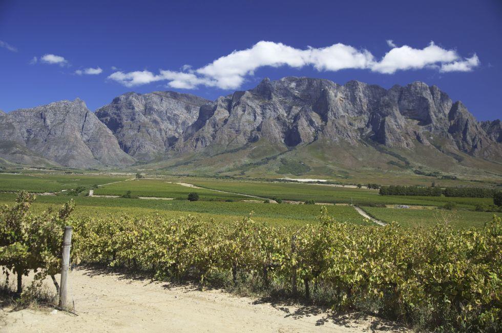 Beautiful vineyard along the wine route in Western Cape, South Africa. Mountains in background.