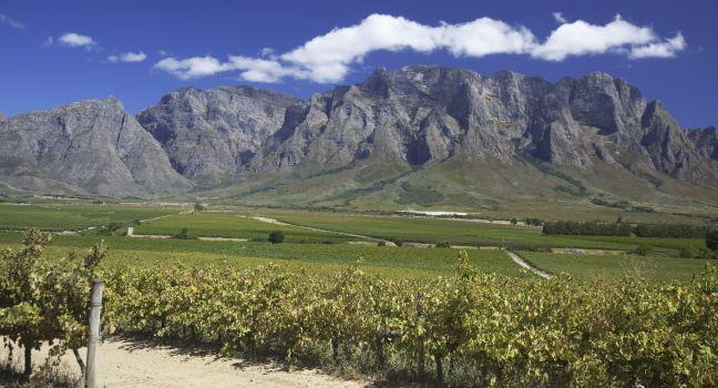 Beautiful vineyard along the wine route in Western Cape, South Africa. Mountains in background.