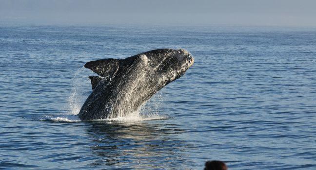 A Southern right whale breaching in Walker Bay,Hermanus,South Africa