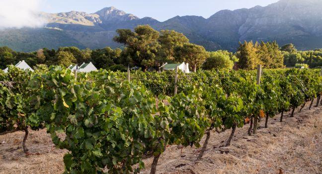 Horizontal photo of a vineyard in Franschhoek in Winelands, Western Cape, close to Cape Town, South Africa, at sunrise. Vines in the foreground, houses and mountains in the background. Wide angle