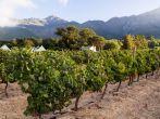 Horizontal photo of a vineyard in Franschhoek in Winelands, Western Cape, close to Cape Town, South Africa, at sunrise. Vines in the foreground, houses and mountains in the background. Wide angle