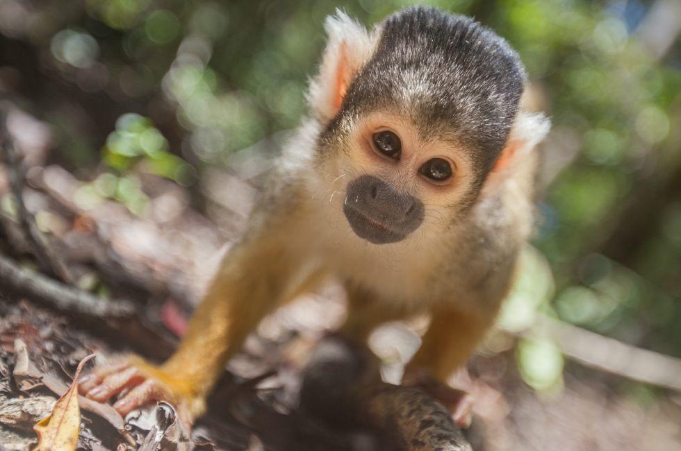 A baby squirrel monkey peers into the lens
