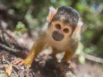 A baby squirrel monkey peers into the lens
