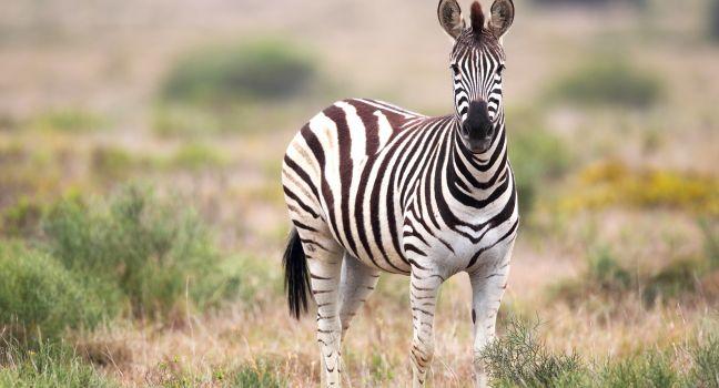 Curious Plains Zebra (Equus quagga) looking in the camera in the Amakhala Game Reserve, Eastern Cape, South Africa.