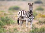 Curious Plains Zebra (Equus quagga) looking in the camera in the Amakhala Game Reserve, Eastern Cape, South Africa.