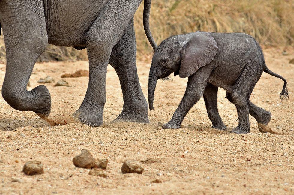 Baby Elephant