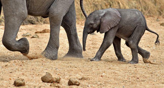 Baby Elephant