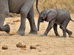 Baby Elephant