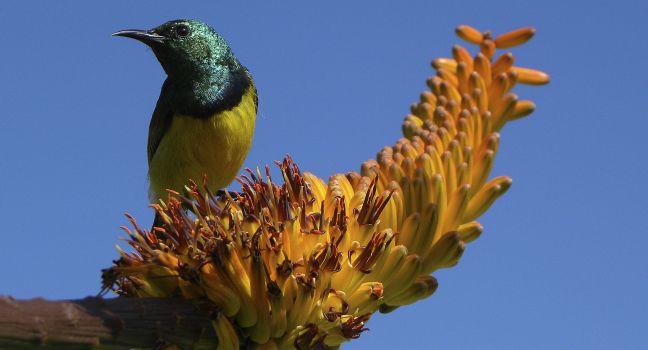 Collared sunbird sitting on aloe flower, Kruger National Park, South Africa; 
