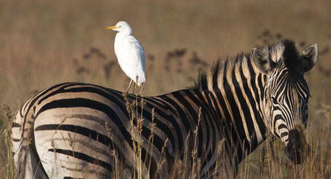 A cattle Egret sitting on the back of a Zebra looking in opposite directions;