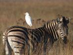 A cattle Egret sitting on the back of a Zebra looking in opposite directions;