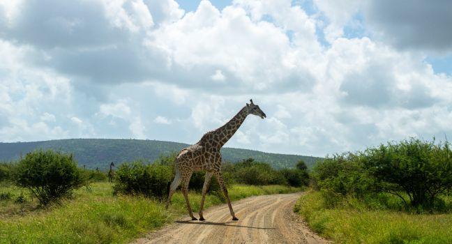 Giraffe crossing road in Kruger national park, animals of South Africa 