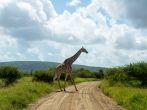 Giraffe crossing road in Kruger national park, animals of South Africa 