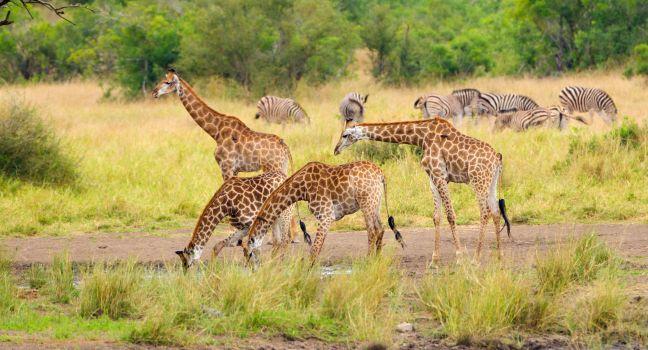 Giraffe Drinking Water - Kruger National Park