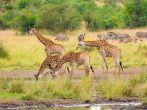 Giraffe Drinking Water - Kruger National Park