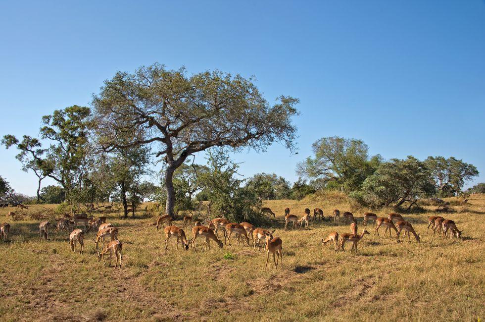 Impalas, South Africa