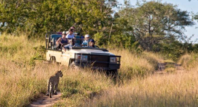 Tourists observing a female leopard, South Africa