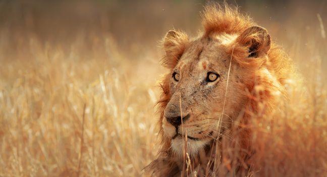 Big male lion lying in dense grassland - Kruger National Park - South Africa