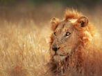 Big male lion lying in dense grassland - Kruger National Park - South Africa