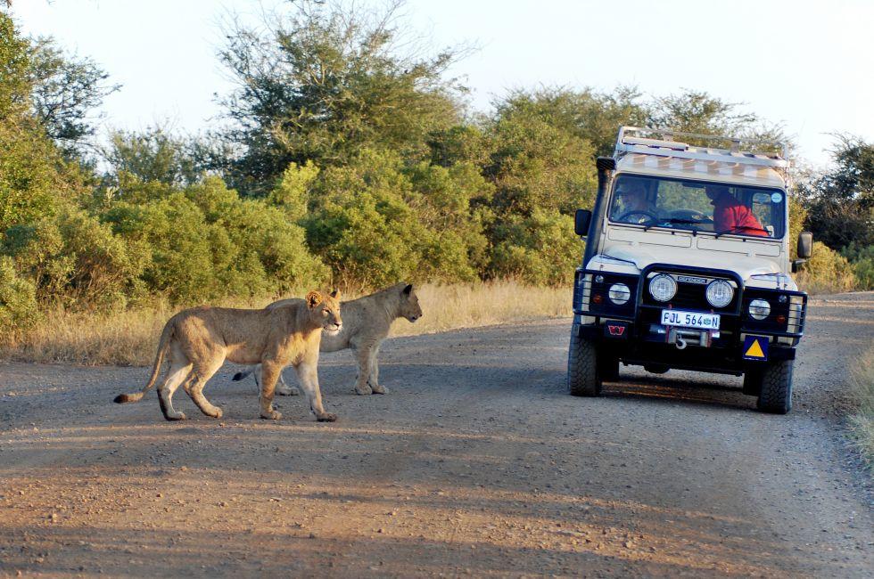 KRUGER PARK SOUTH AFRICA MAY 15: Lions crossing a road in front a tourist car on may 15 2007 in Kruger South Africa. It is estimated that 550-700 people are attacked by lions every year.