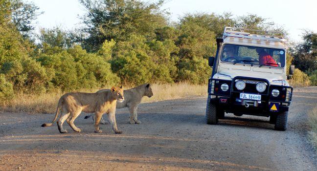 KRUGER PARK SOUTH AFRICA MAY 15: Lions crossing a road in front a tourist car on may 15 2007 in Kruger South Africa. It is estimated that 550-700 people are attacked by lions every year.
