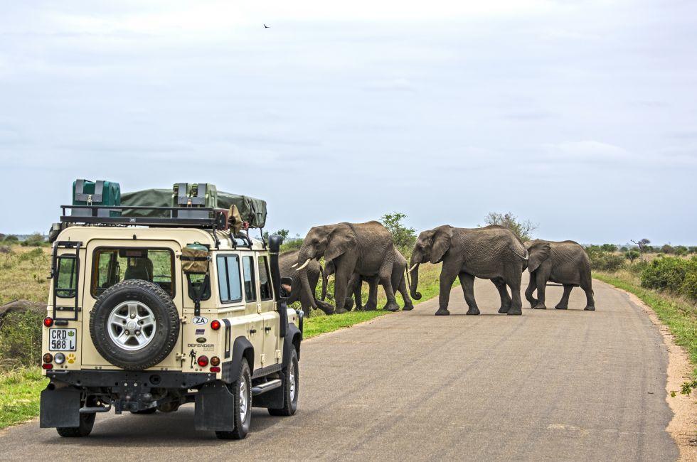 KRUGER NATIONAL PARK, SOUTH AFRICA NOV 9: Visitors in a land-rover on Safari in Africa are watching a herd of wild elephants crossing a road. November 9, 2013, Kruger National Park, South Africa