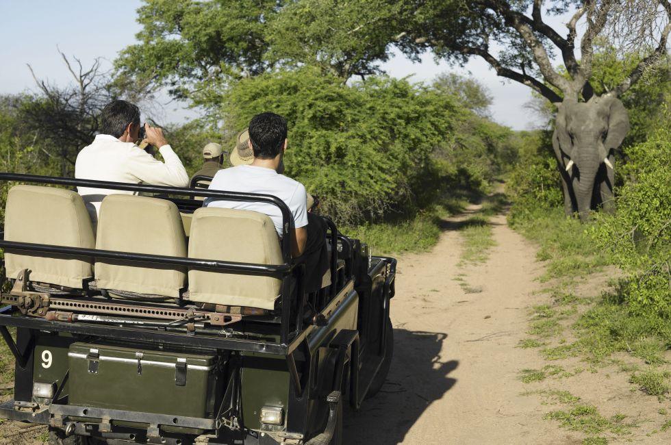 Rear view of a group of tourists in jeep looking at elephant; 
