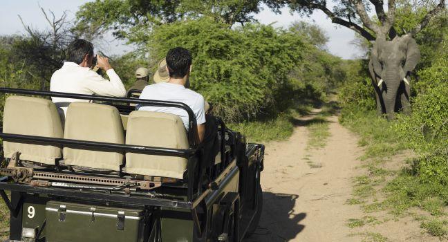 Rear view of a group of tourists in jeep looking at elephant; 