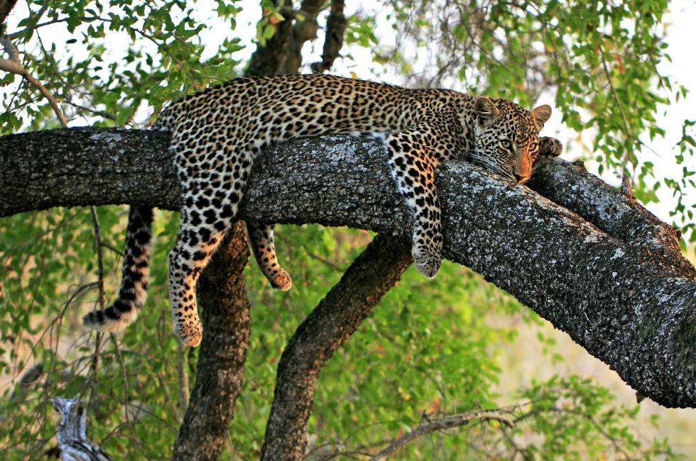 Wild african leopard in tree; 