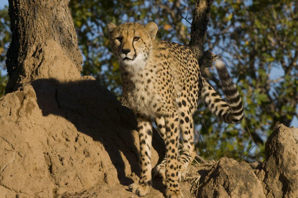 A young cheetah prepares to hunt,Thornybush Game Reserve,South Africa; Shutterstock ID 156554597; Project/Title: South Africa; Downloader: Fodor's Travel
